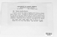 Donadinia nigrella image